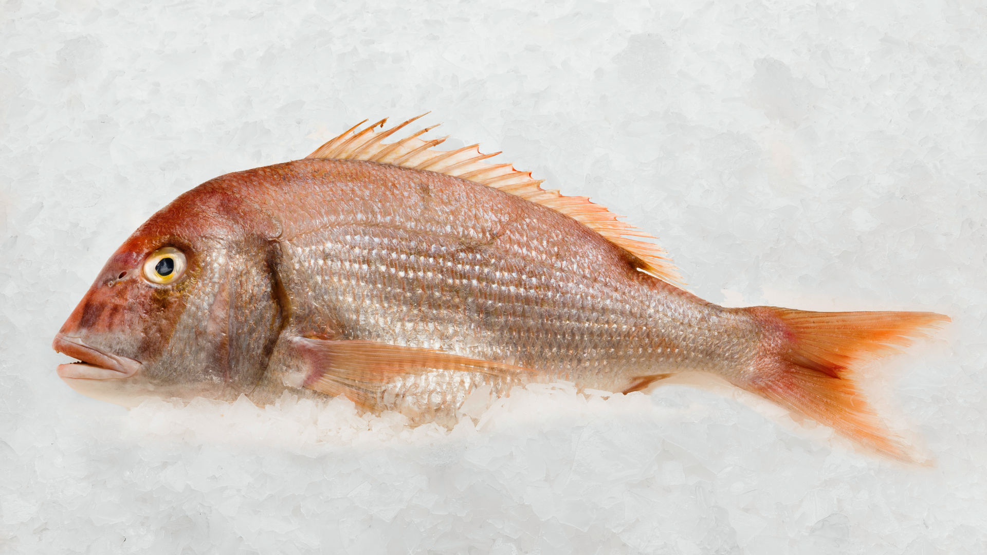 Fotografía gastronómica