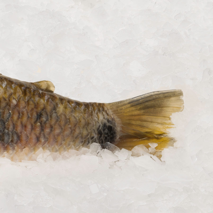 fotografía gastronómica